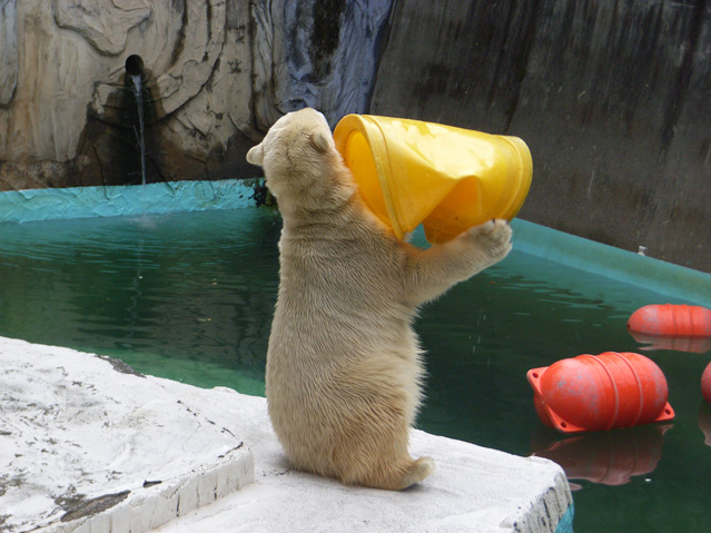 シロクマ49日本平動物園ロッシー2009｜ホッキョクグマと三角コーン